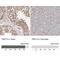 Thyroid Hormone Receptor Interactor 13 antibody, NBP1-90335, Novus Biologicals, Immunohistochemistry paraffin image 