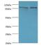 Nuclear VCP Like antibody, LS-C376243, Lifespan Biosciences, Western Blot image 