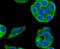 Cytochrome P450 Family 2 Subfamily D Member 6 antibody, NBP2-67020, Novus Biologicals, Immunofluorescence image 