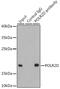 RNA Polymerase II Subunit D antibody, GTX54623, GeneTex, Immunoprecipitation image 