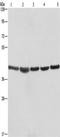 67 kDa laminin receptor antibody, TA349397, Origene, Western Blot image 