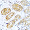 Neural Cell Adhesion Molecule 1 antibody, STJ110222, St John