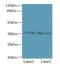 DNA-directed RNA polymerase III subunit RPC6 antibody, LS-C379968, Lifespan Biosciences, Western Blot image 