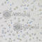 Proenkephalin-A antibody, A6302, ABclonal Technology, Immunohistochemistry paraffin image 