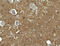 Kirre Like Nephrin Family Adhesion Molecule 3 antibody, 7973, ProSci, Immunohistochemistry paraffin image 