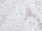 Nuclear Factor, Erythroid 2 Like 2 antibody, NBP1-32822, Novus Biologicals, Immunohistochemistry frozen image 