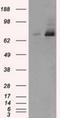 Tubulin Tyrosine Ligase Like 12 antibody, NBP2-02216, Novus Biologicals, Western Blot image 