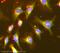 NFKB Inhibitor Beta antibody, ab7547, Abcam, Immunocytochemistry image 