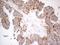 Phosphatidylserine Decarboxylase antibody, NBP2-46421, Novus Biologicals, Immunohistochemistry frozen image 