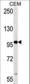 Ring Finger Protein 43 antibody, LS-C162663, Lifespan Biosciences, Western Blot image 