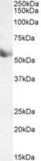 Cytochrome P450 Family 1 Subfamily A Member 1 antibody, NBP1-97762, Novus Biologicals, Western Blot image 