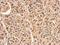 PSP1 antibody, PA5-31352, Invitrogen Antibodies, Immunohistochemistry frozen image 