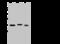 Niban Apoptosis Regulator 2 antibody, 202505-T46, Sino Biological, Western Blot image 