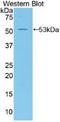 Mesothelin antibody, LS-C295357, Lifespan Biosciences, Western Blot image 