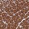 Dynactin Subunit 2 antibody, NBP1-85278, Novus Biologicals, Immunohistochemistry frozen image 