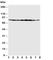 Minichromosome Maintenance Complex Component 7 antibody, R30890, NSJ Bioreagents, Western Blot image 