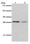 Kallikrein Related Peptidase 7 antibody, PA5-49707, Invitrogen Antibodies, Western Blot image 