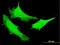 Nucleolar And Spindle Associated Protein 1 antibody, H00051203-B01P, Novus Biologicals, Immunofluorescence image 