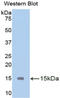 BN antibody, LS-C302440, Lifespan Biosciences, Western Blot image 