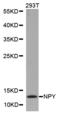 Neuropeptide Y antibody, STJ24801, St John