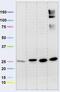 NADH dehydrogenase [ubiquinone] 1 alpha subcomplex subunit 13 antibody, 43-9200, Invitrogen Antibodies, Western Blot image 