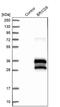BRICHOS Domain Containing 5 antibody, PA5-53951, Invitrogen Antibodies, Western Blot image 