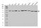 Cystathionine-Beta-Synthase antibody, A00130-3, Boster Biological Technology, Western Blot image 