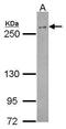 BRCA1 DNA Repair Associated antibody, MA1-23162, Invitrogen Antibodies, Western Blot image 