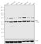 Serine/Threonine Kinase 24 antibody, 39-6200, Invitrogen Antibodies, Western Blot image 