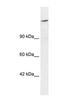 AT-Rich Interaction Domain 4A antibody, PA1-32488, Invitrogen Antibodies, Western Blot image 