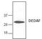 RING1 And YY1 Binding Protein antibody, GTX22569, GeneTex, Western Blot image 