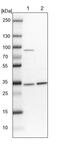 Heterogeneous nuclear ribonucleoprotein A0 antibody, PA5-57722, Invitrogen Antibodies, Western Blot image 