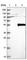 THUMP Domain Containing 1 antibody, HPA027851, Atlas Antibodies, Western Blot image 