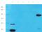 PPARG Coactivator 1 Alpha antibody, GTX37356, GeneTex, Western Blot image 