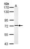 FAST Kinase Domains 3 antibody, NBP1-33138, Novus Biologicals, Western Blot image 