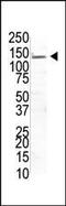 Ubiquitin Specific Peptidase 8 antibody, PA5-12003, Invitrogen Antibodies, Western Blot image 