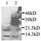 C-C Motif Chemokine Ligand 2 antibody, PA1-28896, Invitrogen Antibodies, Western Blot image 
