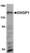 Oviduct-specific glycoprotein antibody, LS-B5094, Lifespan Biosciences, Western Blot image 