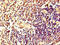 HRas Proto-Oncogene, GTPase antibody, orb45902, Biorbyt, Immunohistochemistry paraffin image 