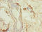 Transmembrane P24 Trafficking Protein 2 antibody, A61346-100, Epigentek, Immunohistochemistry paraffin image 