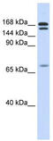 Cut Like Homeobox 2 antibody, TA342452, Origene, Western Blot image 