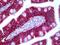 Complement C1r antibody, orb95181, Biorbyt, Immunohistochemistry paraffin image 