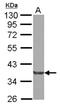 Cytoplasmic protein NCK2 antibody, NBP2-19490, Novus Biologicals, Western Blot image 