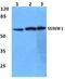 Zinc Finger Protein 280A antibody, A15519-1, Boster Biological Technology, Western Blot image 