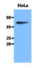 Creatine Kinase, Mitochondrial 1B antibody, AM50081PU-N, Origene, Western Blot image 