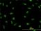 LIM Domain Binding 2 antibody, H00009079-M01, Novus Biologicals, Immunofluorescence image 