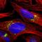 Trans-Golgi Network Protein 2 antibody, NBP1-86948, Novus Biologicals, Immunofluorescence image 