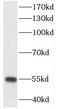 CXADR Ig-Like Cell Adhesion Molecule antibody, FNab02091, FineTest, Western Blot image 