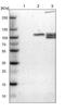 RAP1 GTPase Activating Protein antibody, PA5-51662, Invitrogen Antibodies, Western Blot image 