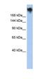 Polycystin Family Receptor For Egg Jelly antibody, orb324593, Biorbyt, Western Blot image 